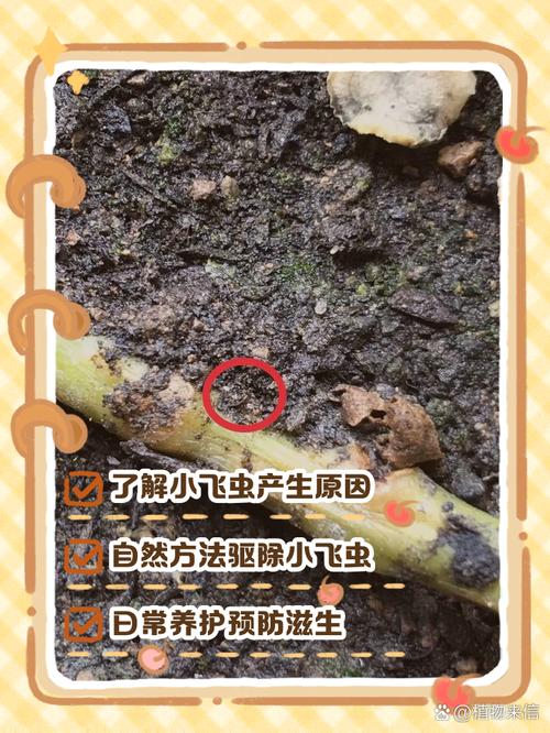 家里种的花有小飞虫怎么办?科学防治指南,告别烦恼 一、先认清“小飞虫”是谁