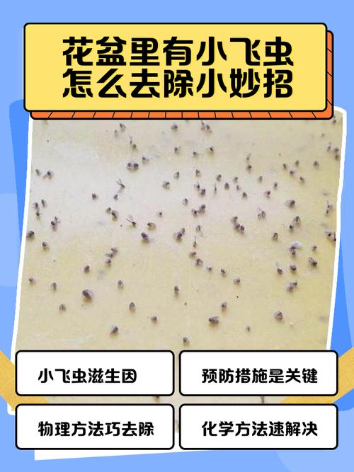 家里种的花有小飞虫怎么办?科学防治指南,告别烦恼 二、小飞虫滋生的三个核心原因