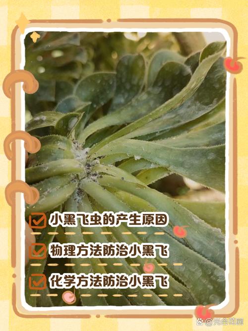 家里种的花有小飞虫怎么办?科学防治指南,告别烦恼 总结