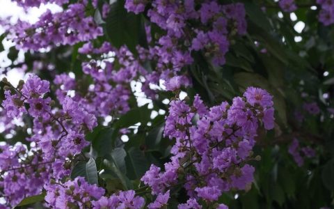 6月份适合种什么花草树木？夏种全攻略指南
