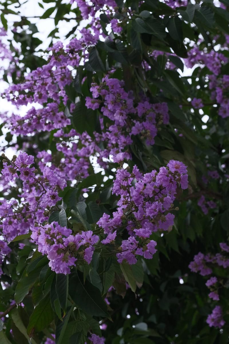 6月份适合种什么花草树木?夏种全攻略指南 6月份适合种什么花草树木?夏种全攻略指南