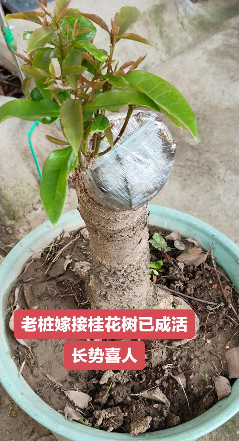 嫁接桂花树能活多少年? 二、砧木决定下限,接口决定中期稳定性