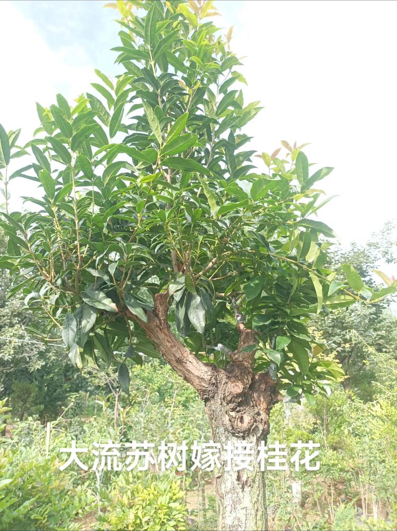 嫁接桂花树能活多少年? 三、嫁接桂花能活多少年,主要看这4个因素