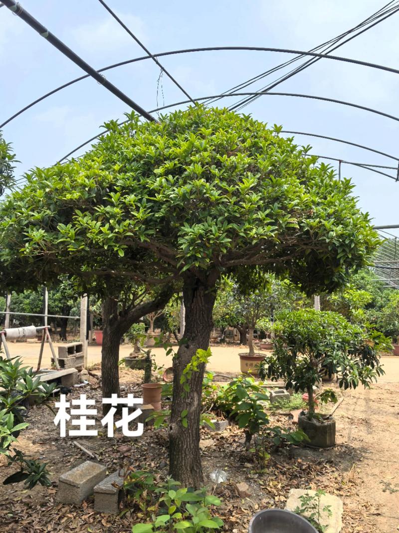 嫁接桂花树能活多少年? 五、想让嫁接桂花活得久,必须抓住这5步
