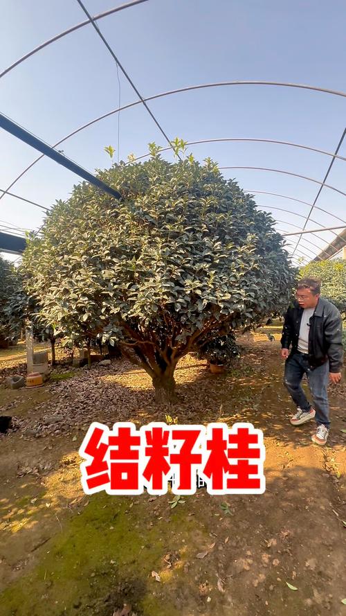 嫁接桂花树能活多少年? 六、常见误区与纠正
