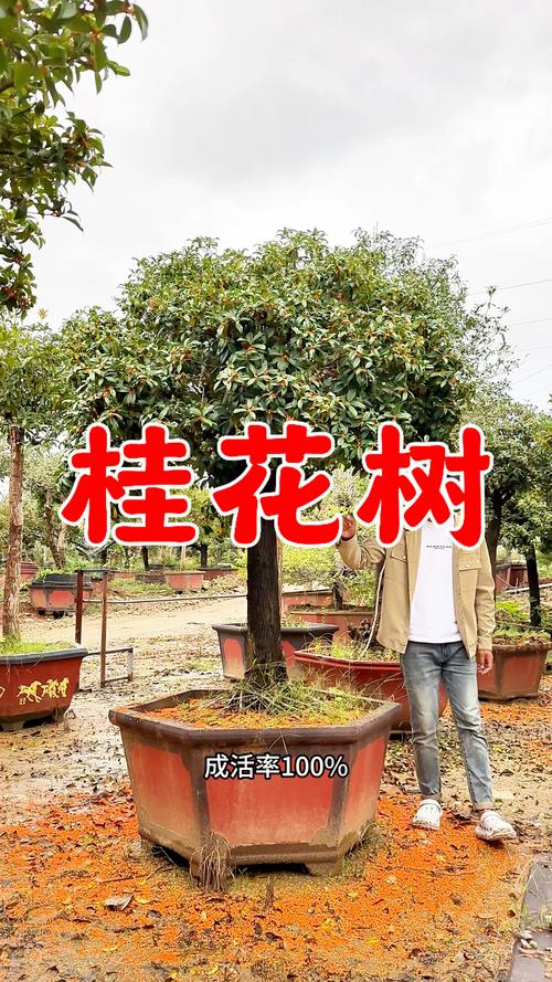 嫁接桂花树能活多少年? 结语