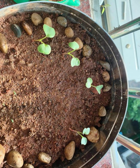樱桃种子怎么种？从层积催芽到出苗移栽的全流程参数指南