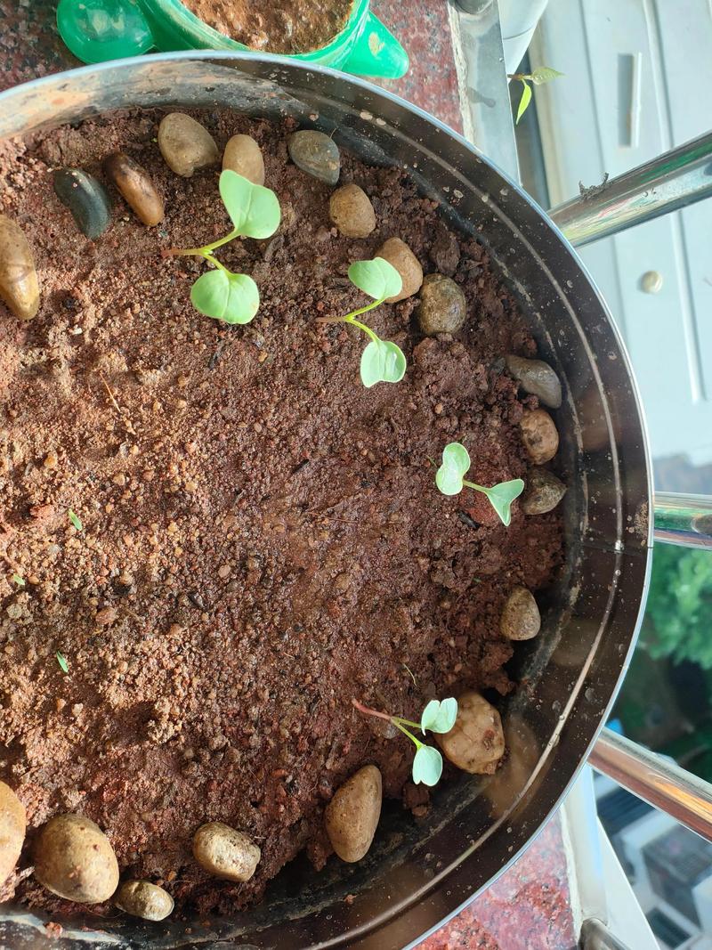 樱桃种子怎么种?从层积催芽到出苗移栽的全流程参数指南 樱桃种子怎么种?从层积催芽到出苗移栽的全流程参数指南