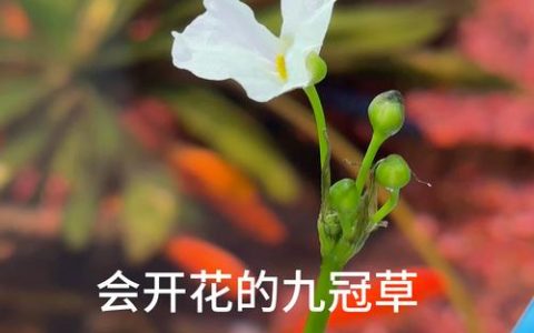 水草会开花吗？揭秘挺水、浮水与沉水植物的花期与观赏期