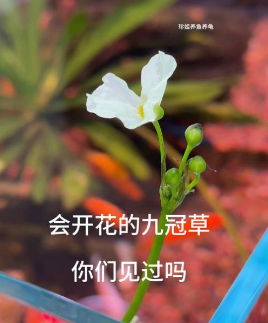水草会开花吗？揭秘挺水、浮水与沉水植物的花期与观赏期