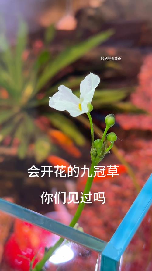水草会开花吗?揭秘挺水、浮水与沉水植物的花期与观赏期 水草会开花,且种类繁多,花期景观价值极高