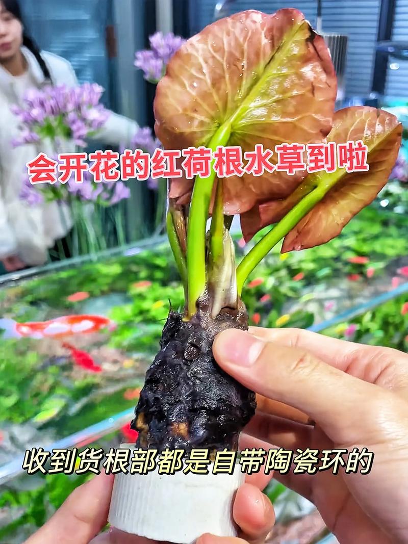 水草会开花吗?揭秘挺水、浮水与沉水植物的花期与观赏期 促花养护步骤(以池塘荷花为例)