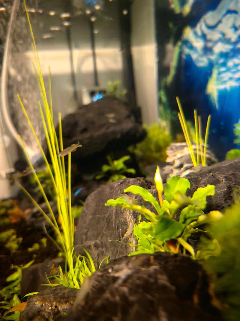 水草会开花吗?揭秘挺水、浮水与沉水植物的花期与观赏期 影响水草开花的关键因素(含可执行参数)