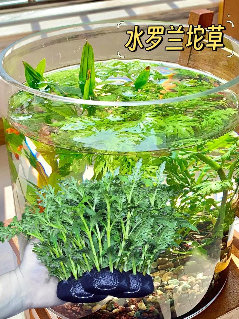 水草会开花吗?揭秘挺水、浮水与沉水植物的花期与观赏期 总结