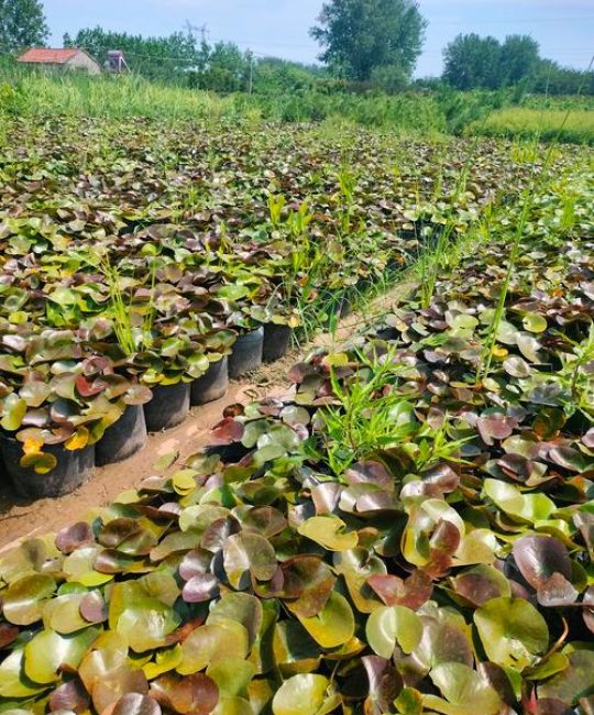 水生植物多少钱一株？睡莲价格参考与影响因素详解