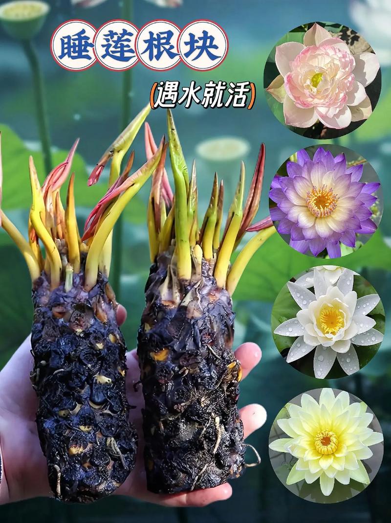 水生植物多少钱一株?睡莲价格参考与影响因素详解 咨询指南