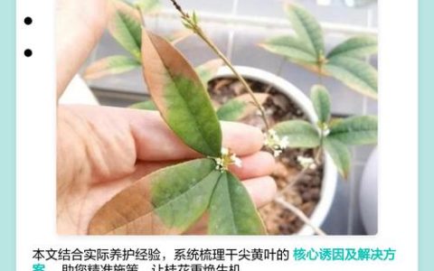 桂花树叶子尖发黄怎么办？原因与防治全攻略