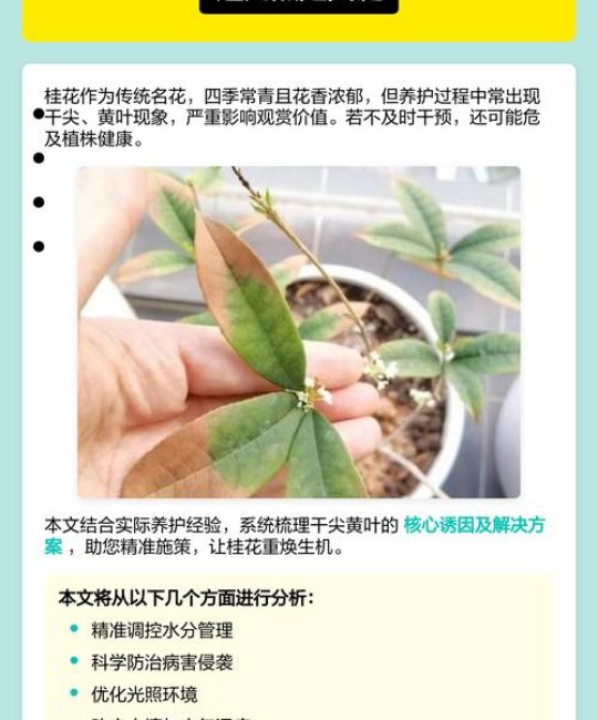 桂花树叶子尖发黄怎么办？原因与防治全攻略