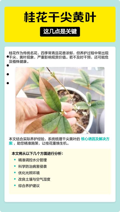 桂花树叶子尖发黄怎么办?原因与防治全攻略 一、常见原因排查