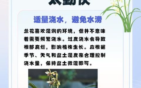 兰花为什么不能送人？揭秘传统禁忌与园艺真相