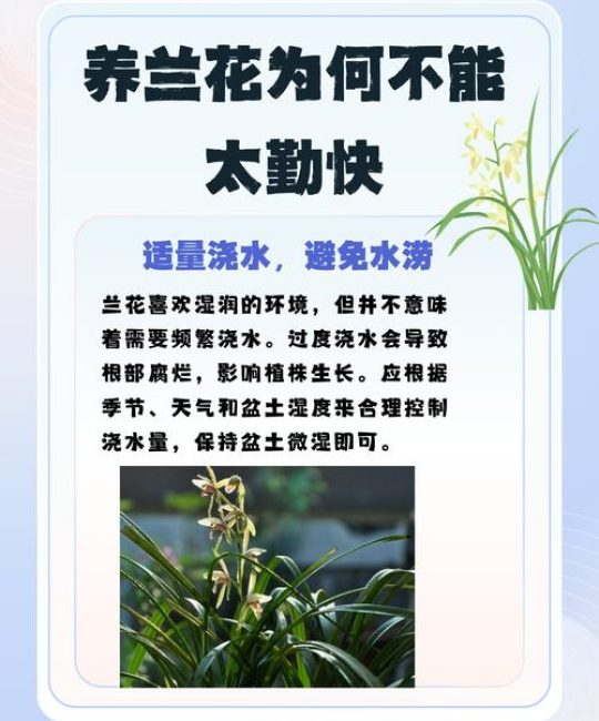 兰花为什么不能送人？揭秘传统禁忌与园艺真相