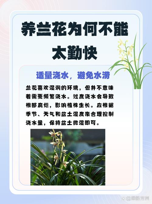 兰花为什么不能送人?揭秘传统禁忌与园艺真相 一、文化寓意上的“禁忌”