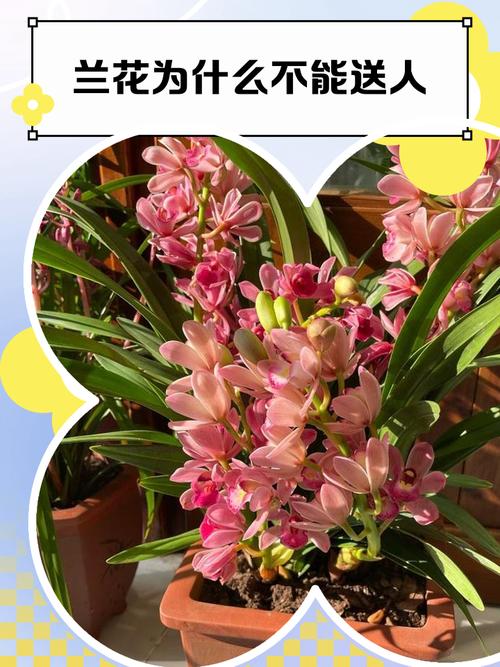 兰花为什么不能送人?揭秘传统禁忌与园艺真相 二、植物学上的“现实原因”