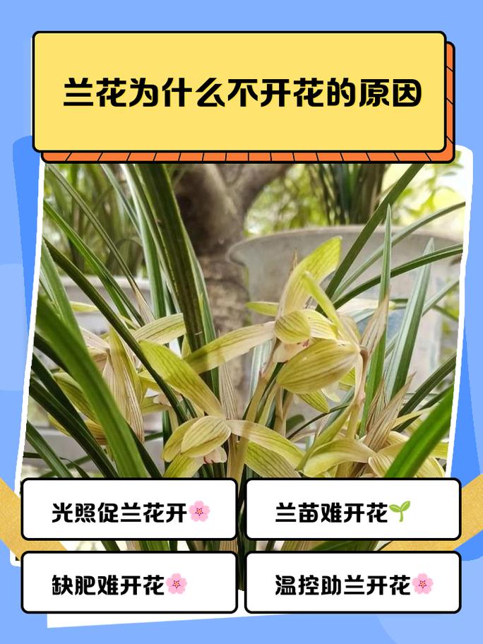 兰花为什么不能送人?揭秘传统禁忌与园艺真相 结语