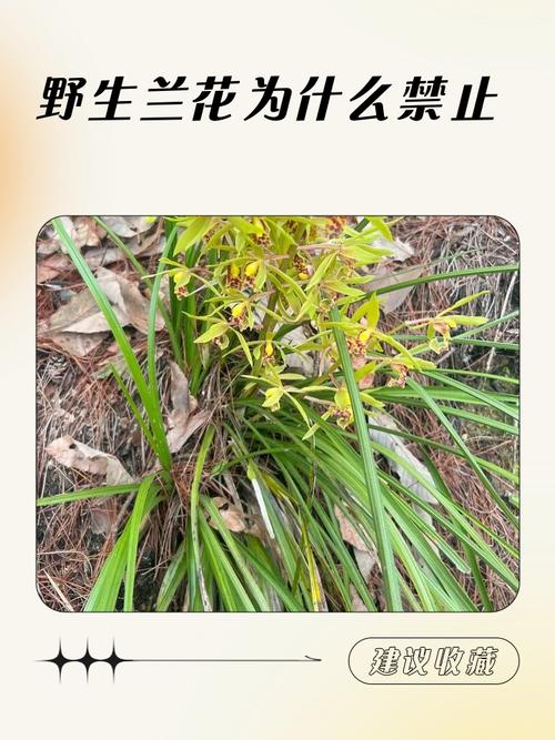 兰花为什么不能送人?揭秘传统禁忌与园艺真相 四、如今还能送兰花吗?