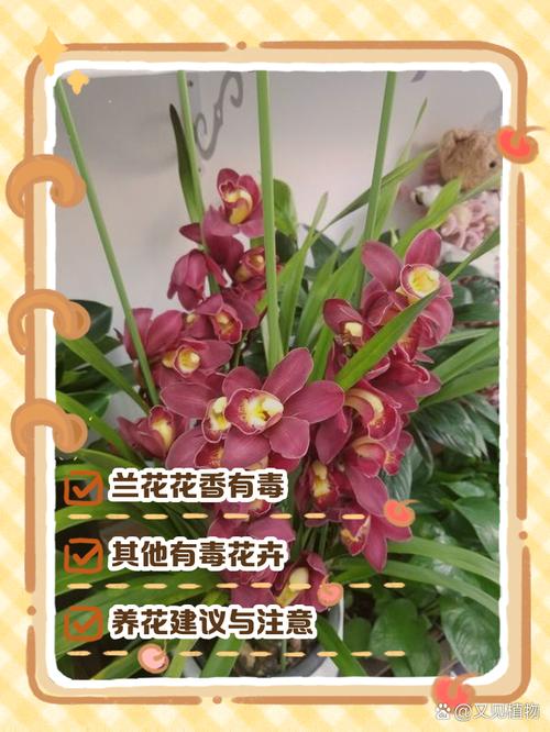 兰花为什么不能送人?揭秘传统禁忌与园艺真相 三、风水与民俗中的“避讳”