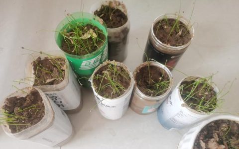韭菜籽种植最简单方法：家庭地栽高效播种指南