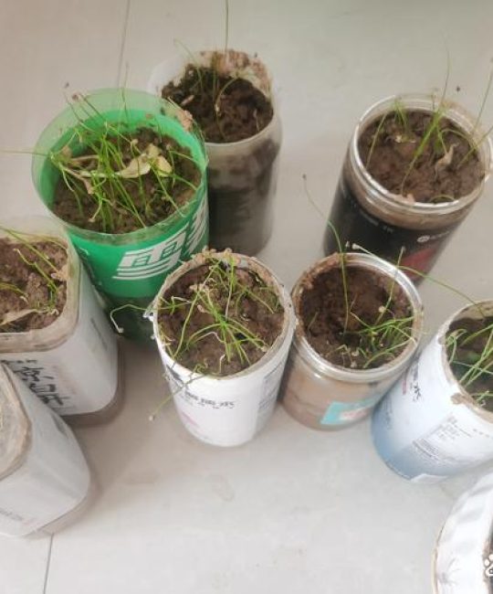 韭菜籽种植最简单方法：家庭地栽高效播种指南
