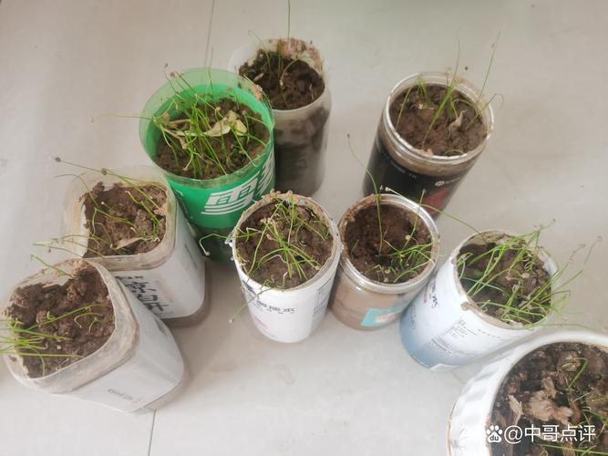 韭菜籽种植最简单方法:家庭地栽高效播种指南 韭菜籽种植最简单方法:家庭地栽高效播种指南