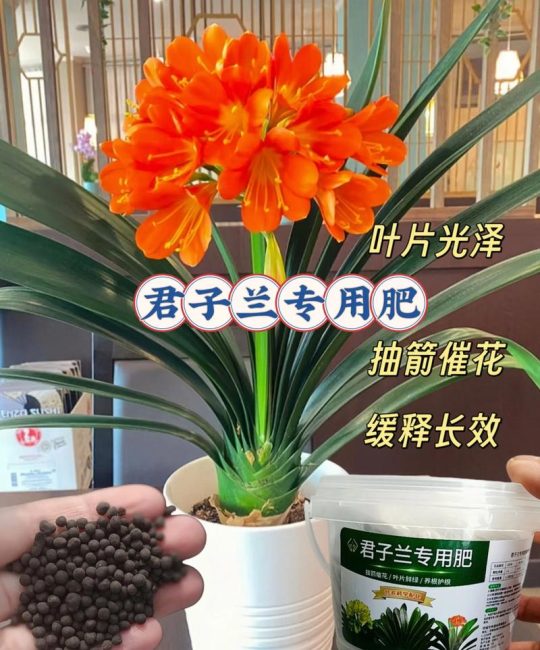 君子兰可以用复合肥吗？日常养护与施肥要点详解