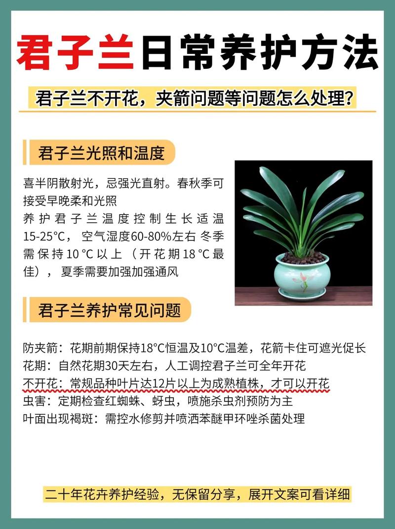 光照