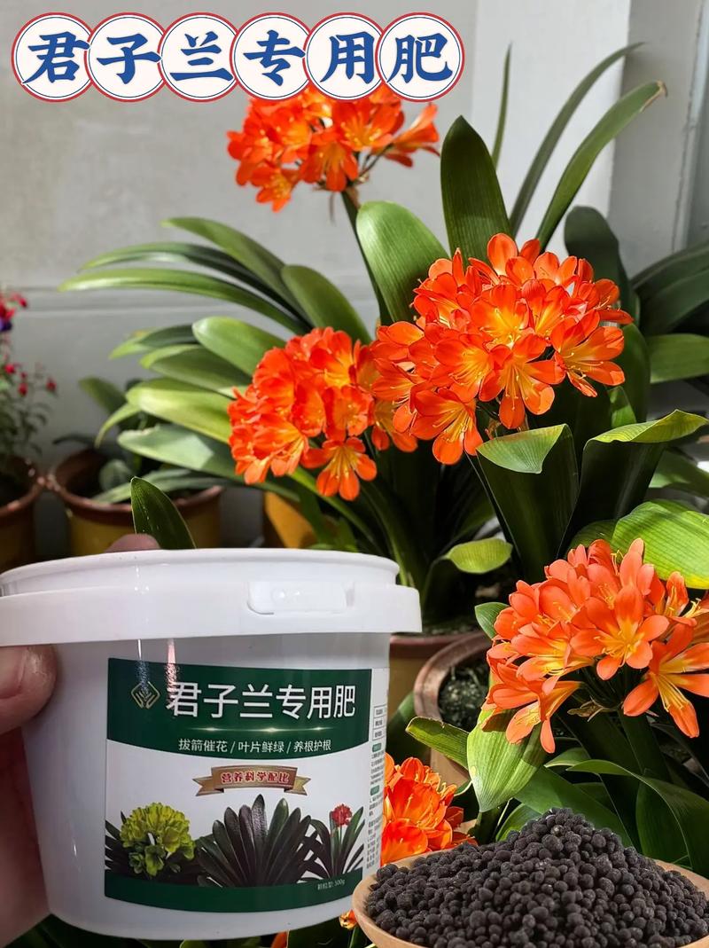 换盆/田间管理