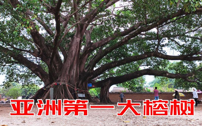 10年榕树多少钱一棵?2025年市场价格参考与影响因素解析 规格:决定价格的第一因素