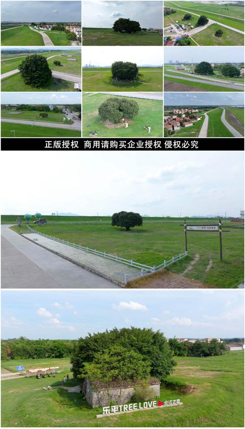 10年榕树多少钱一棵?2025年市场价格参考与影响因素解析 采购数量:单棵买与批量买的价差