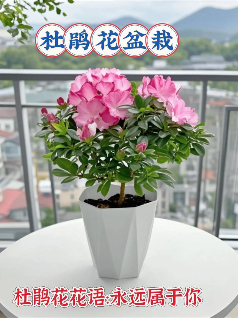 杜鹃花刚买来怎么栽?5个关键步骤,服盆快、不黄叶 第二步:选对花盆与配土