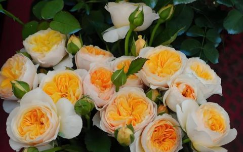 切花月季品种推荐：这5种最耐插瓶、花期长且好养