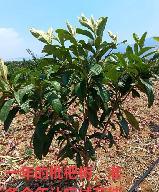 你爸在种枇杷树是什么意思？从网络梗到果树种植全攻略