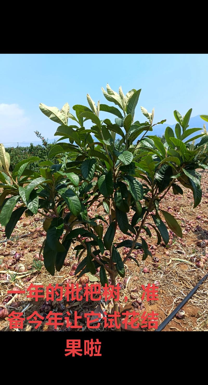 你爸在种枇杷树是什么意思?从网络梗到果树种植全攻略 枇杷树百科:蔷薇科枇杷属的常绿乔木