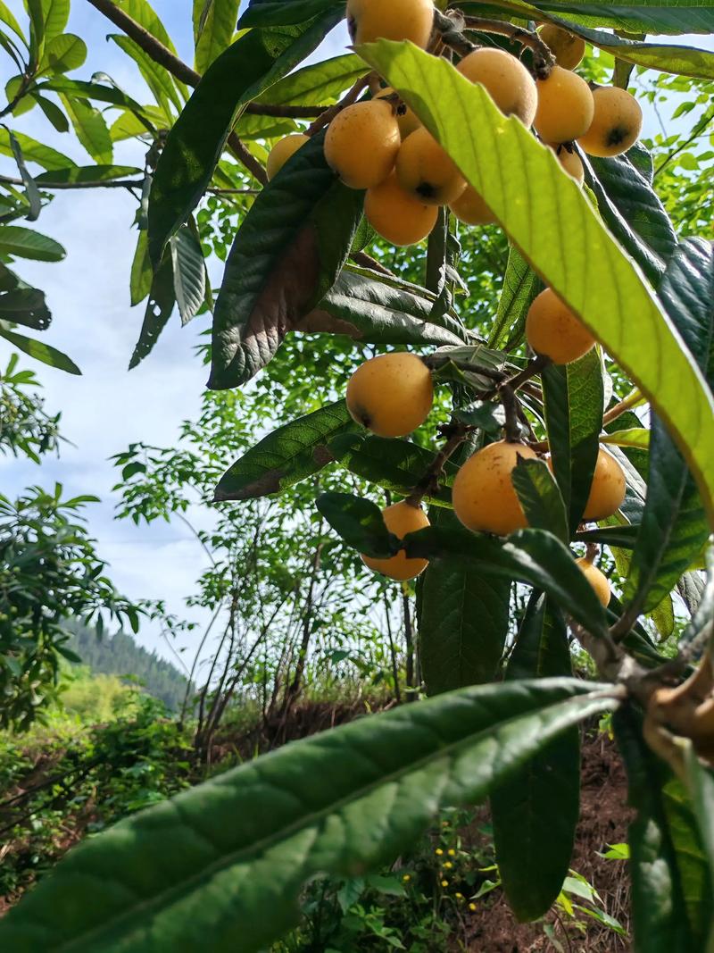 你爸在种枇杷树是什么意思?从网络梗到果树种植全攻略 结语