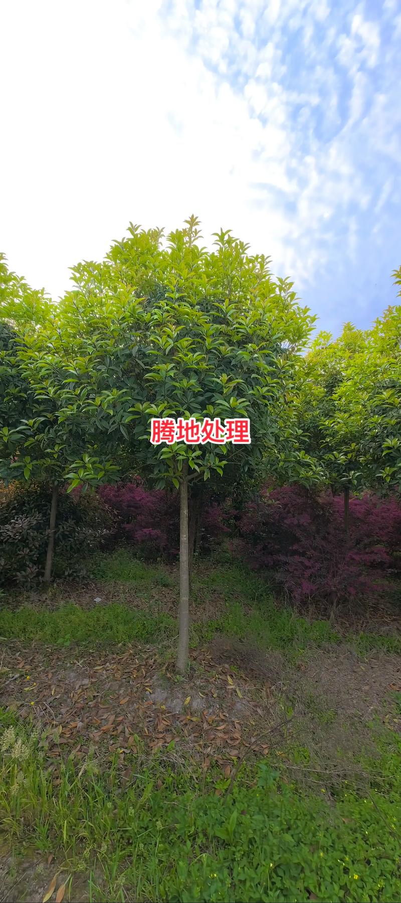 公分桂花树价格多少?2026年最新报价及五大影响因素全解析 常见问题(FAQ)