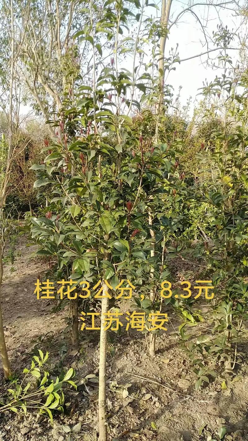 公分桂花树价格多少?2026年最新报价及五大影响因素全解析 如何获取精准报价?