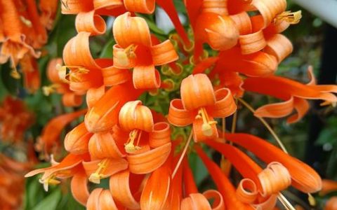 鞭炮花又叫什么花？全面解析炮仗花的形态、习性与园林应用