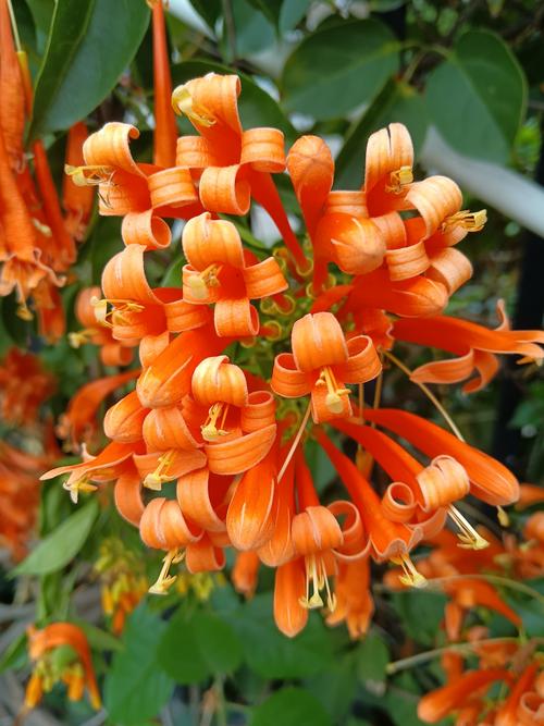 鞭炮花又叫什么花？全面解析炮仗花的形态、习性与园林应用