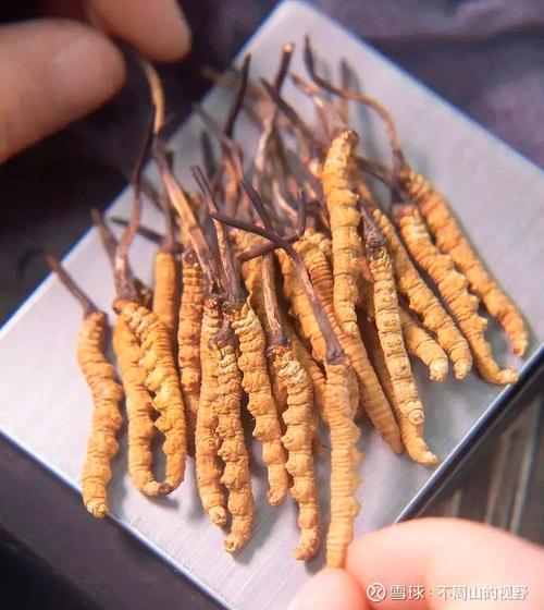 一根虫草大约多少钱?2025年市场价格与影响因素全解析 季节:鲜草与干草的价格差异