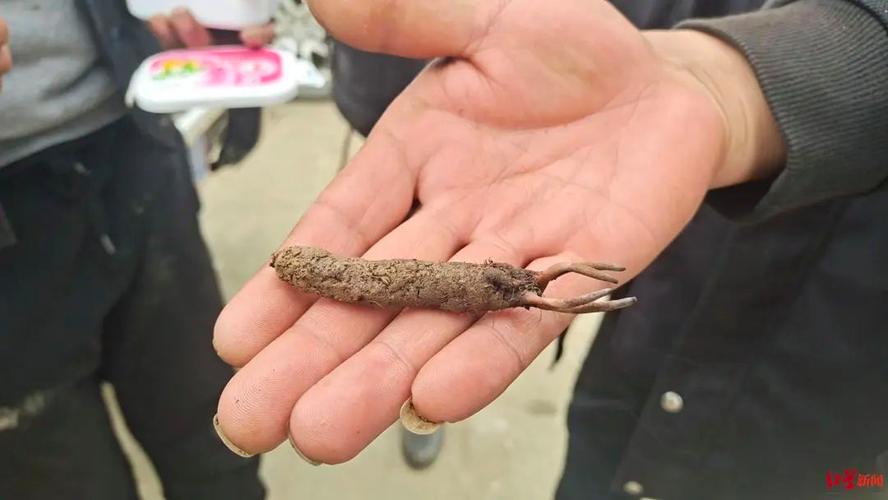 一根虫草大约多少钱?2025年市场价格与影响因素全解析 咨询指南:如何获取您的专属报价?