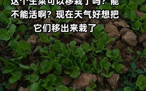 生菜移栽种植全攻略：从育苗到成活的7步标准操作指南